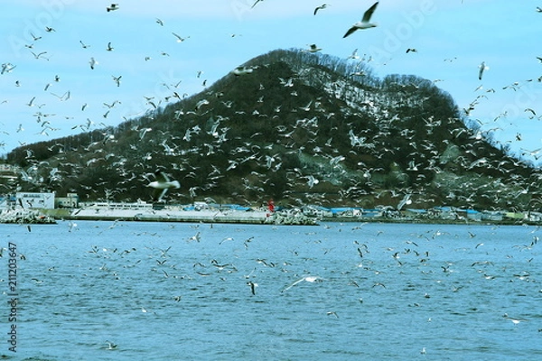 Fototapeta 北海道、余市漁港で仔魚を漁るカモメ達の風景