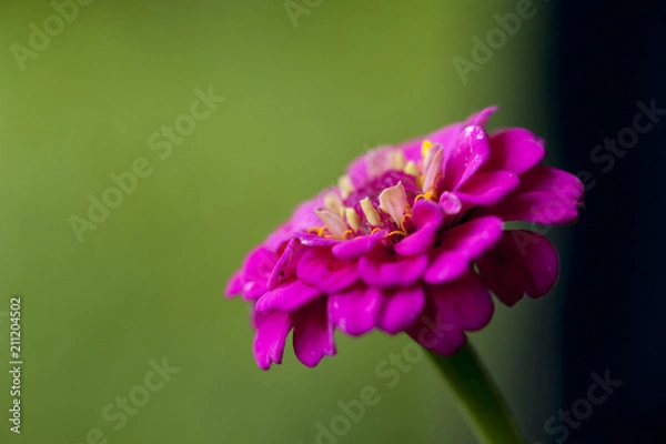 Obraz Macro Pink Flower
