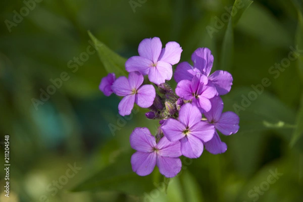 Obraz Violet Flower Bunch
