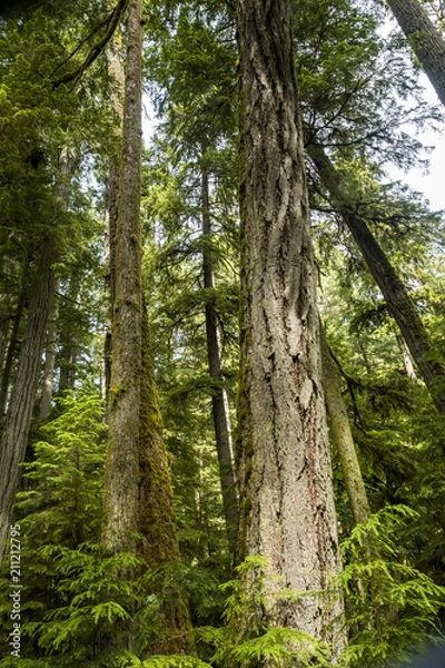 Fototapeta tall tree trunk under the green foliage with rough bark