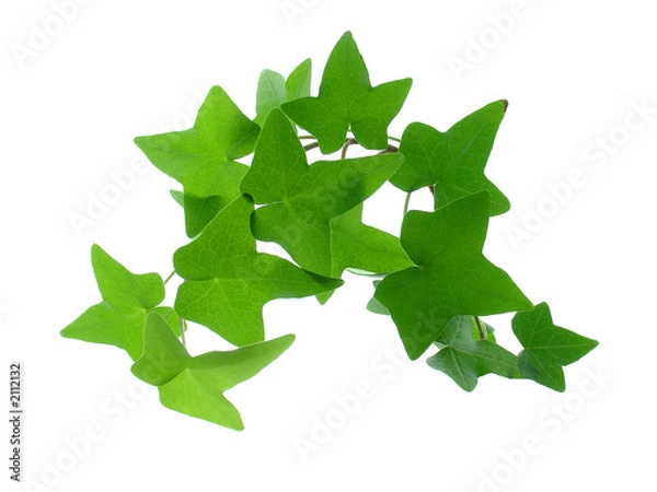 Fototapeta ivy
