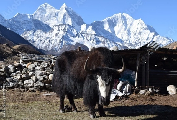 Obraz Himalaya Yak