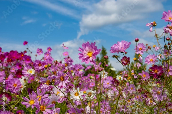 Fototapeta 広島県国営備北丘陵公園のコスモス庭園