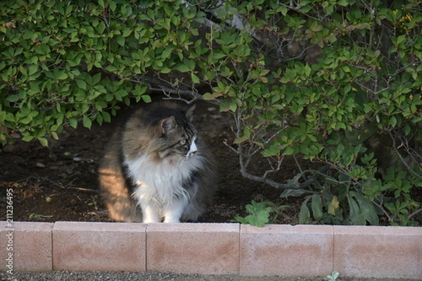 Fototapeta 外猫