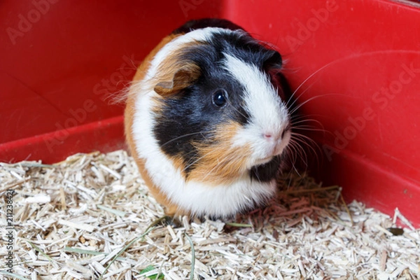 Obraz Cochons d'inde dans une cage