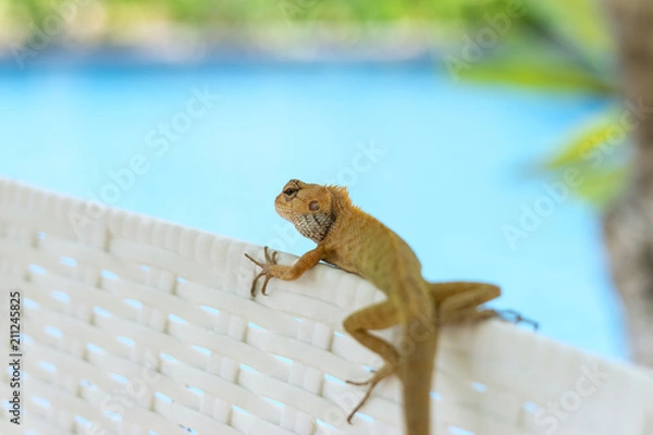 Fototapeta Yellow lizard on swimming pool chair