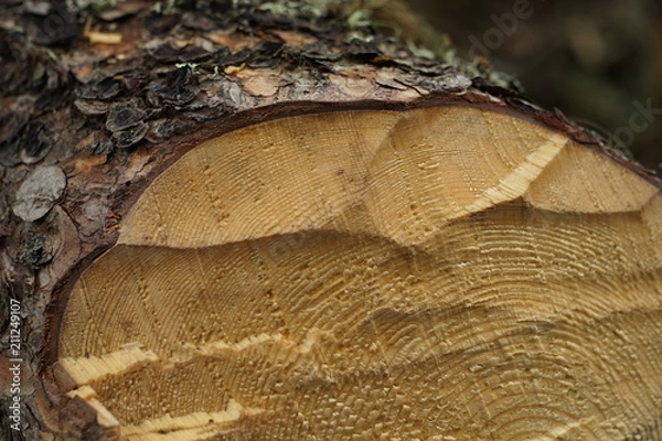 Fototapeta Pine tree log with chopping marks