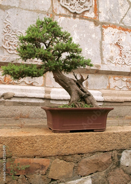 Obraz outdoor bonsai