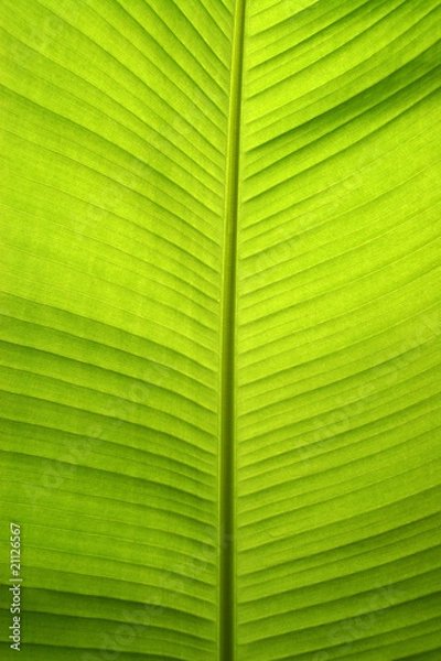 Fototapeta liść bananowca