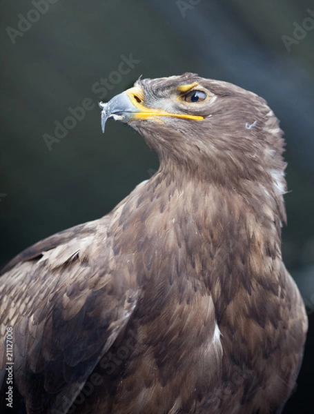 Obraz Steppe eagle - close-up portrait of this majestic bird of prey..
