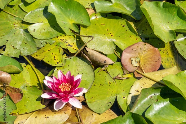 Obraz Purple water lilly on the wild pond