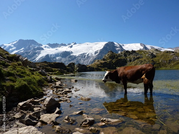 Fototapeta Vache les pieds dans un lac dans les Alpes