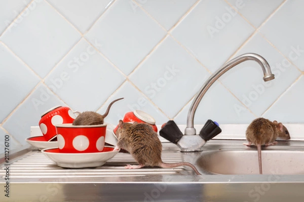 Obraz Trzy młode szczury (Rattus norvegicus) w kuchni. Jeden szczur wpełza do czerwonego kubka. Walcz z gryzoniami w mieszkaniu. Eksterminacja.