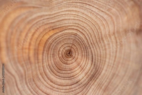 Obraz Rdzeń tła jałowca i drzewa sandałowego