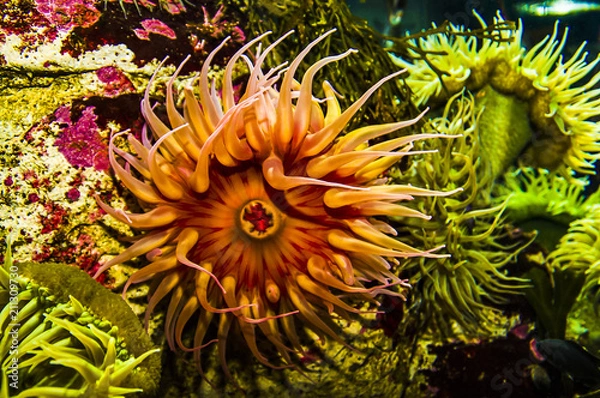 Obraz Fish-eating Anemone