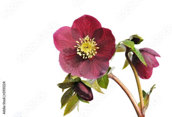 Obraz Helleborus  ‘Red Lady’ isolated on white