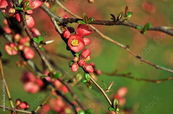 Fototapeta red flowering quince branches