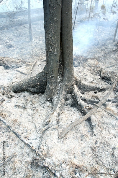 Obraz burned forest