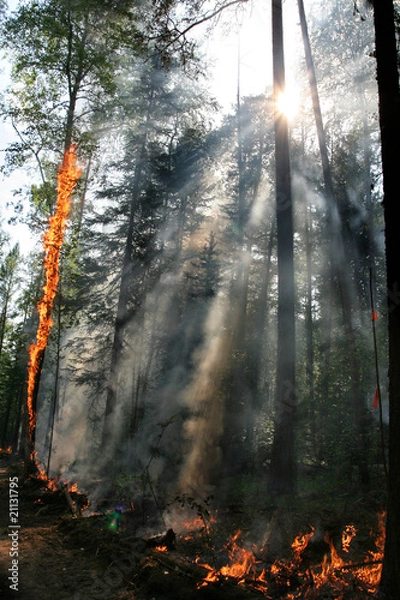 Obraz fire forest