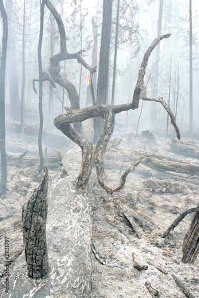 Obraz burned forest