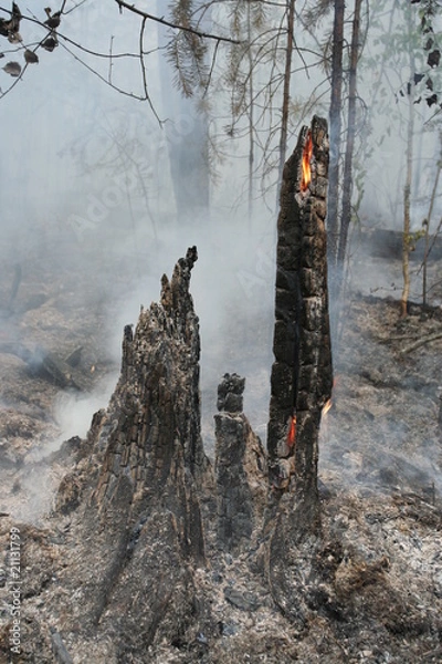 Obraz burned forest