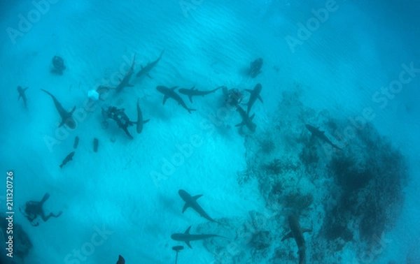 Fototapeta Caribbean reef shark