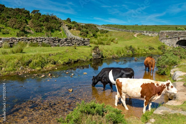 Obraz Dartmoor, Devon, England