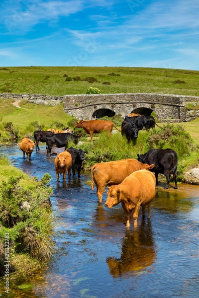 Obraz Dartmoor, Devon, England