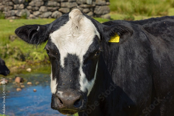Fototapeta Dartmoor, Devon, England