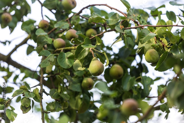 Fototapeta pear tree in the garden