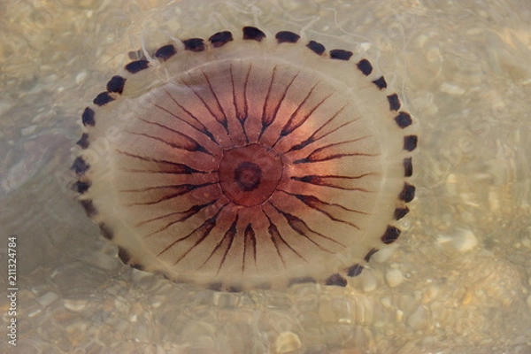 Fototapeta Chrysaora hysoscella