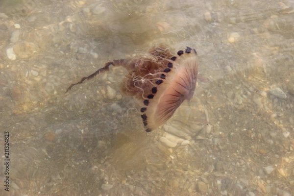 Fototapeta Chrysaora hysoscella