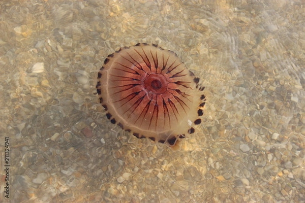 Fototapeta Méduse rayonnée