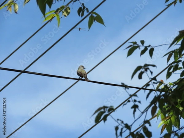 Fototapeta ave y libelula