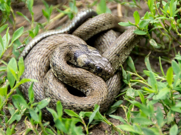 Fototapeta Grass snake ( Natrix natrix).