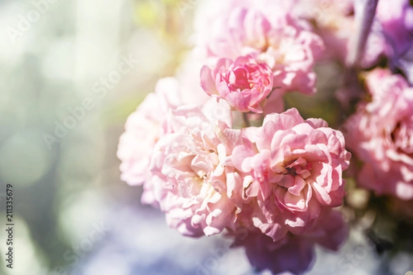 Fototapeta ピンクのミニバラ