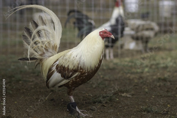 Fototapeta ROOSTER