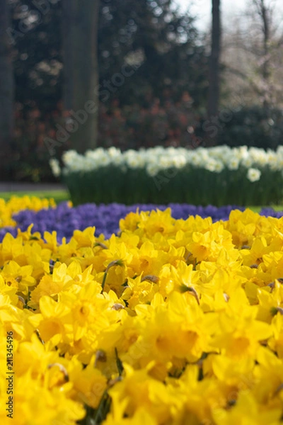 Obraz Bright and Vibrant yellow flowers garden in Keukenhof Netherlands