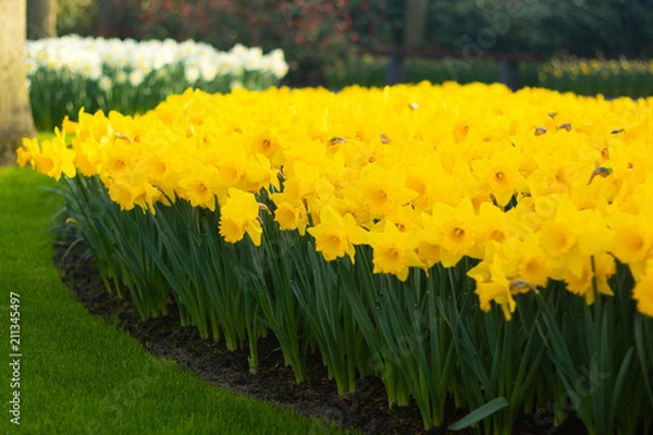 Obraz Bright and Vibrant yellow flowers garden in Keukenhof Netherlands