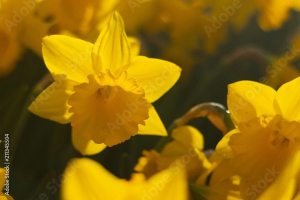 Obraz Bright and Vibrant yellow flowers garden in Keukenhof Netherlands
