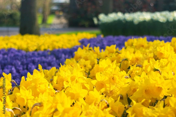 Obraz Bright and Vibrant yellow flowers garden in Keukenhof Netherlands