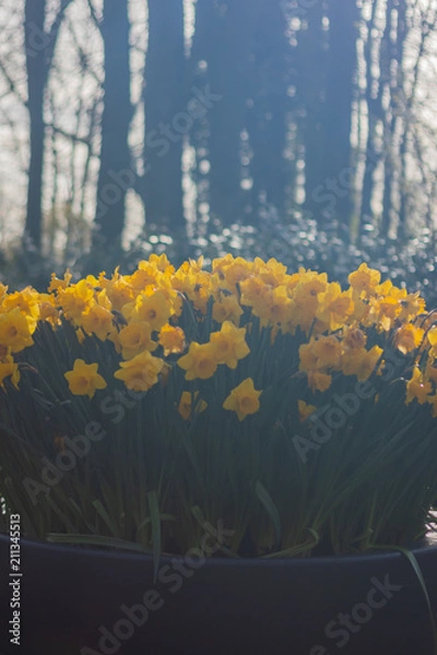Obraz Bright and Vibrant yellow flowers garden in Keukenhof Netherlands