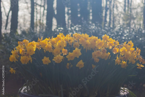 Obraz Bright and Vibrant yellow flowers garden in Keukenhof Netherlands