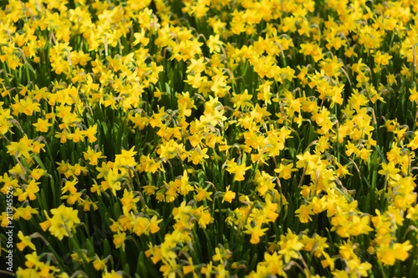 Obraz Bright and Vibrant yellow flowers garden in Keukenhof Netherlands