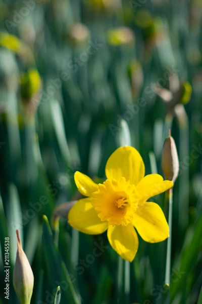 Obraz Bright and Vibrant yellow flowers garden in Keukenhof Netherlands