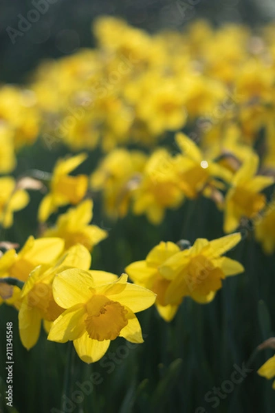 Obraz Bright and Vibrant yellow flowers garden in Keukenhof Netherlands