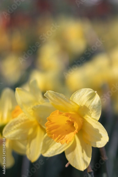 Obraz Bright and Vibrant yellow flowers garden in Keukenhof Netherlands