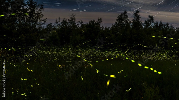 Obraz Étoiles & lucioles