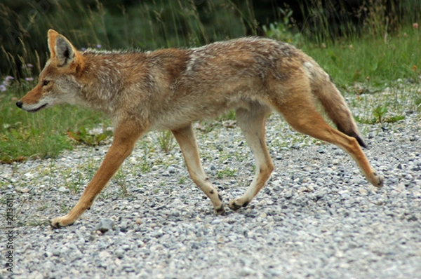 Obraz coyote