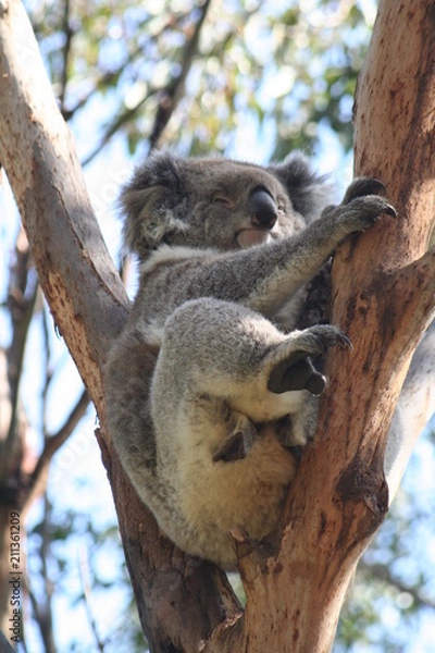 Obraz koala is climbing on a tree branch, australia